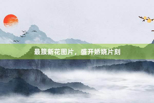 最簇新花图片，盛开娇娆片刻